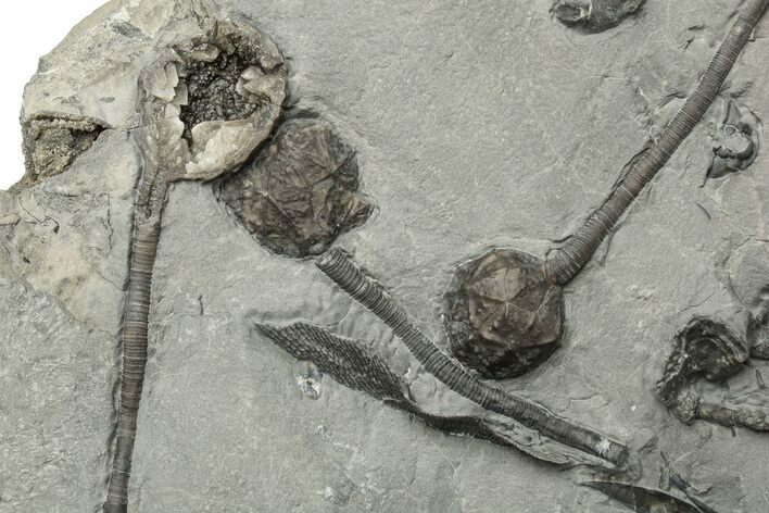 Plate of Silurian Cystoid (Caryocrinites) Fossils - New York #232153